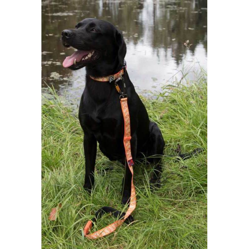 DNA Dogwear Sig Dog Collar-4